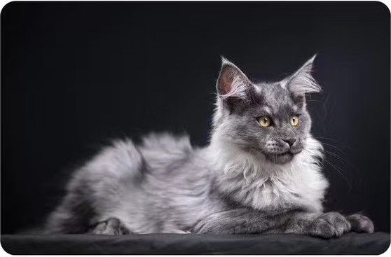 Shakoshako Maine Coon portrait