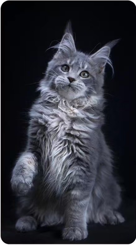 Shakoshako Maine Coon