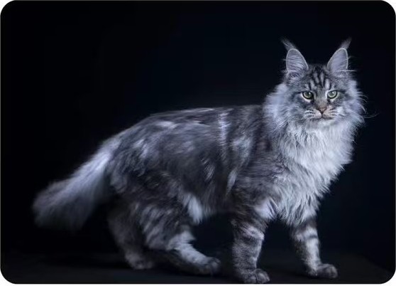 Shakoshako Maine Coon standing