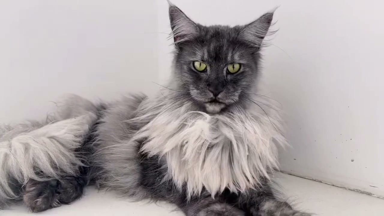 SHAKO 1 Maine Coon
