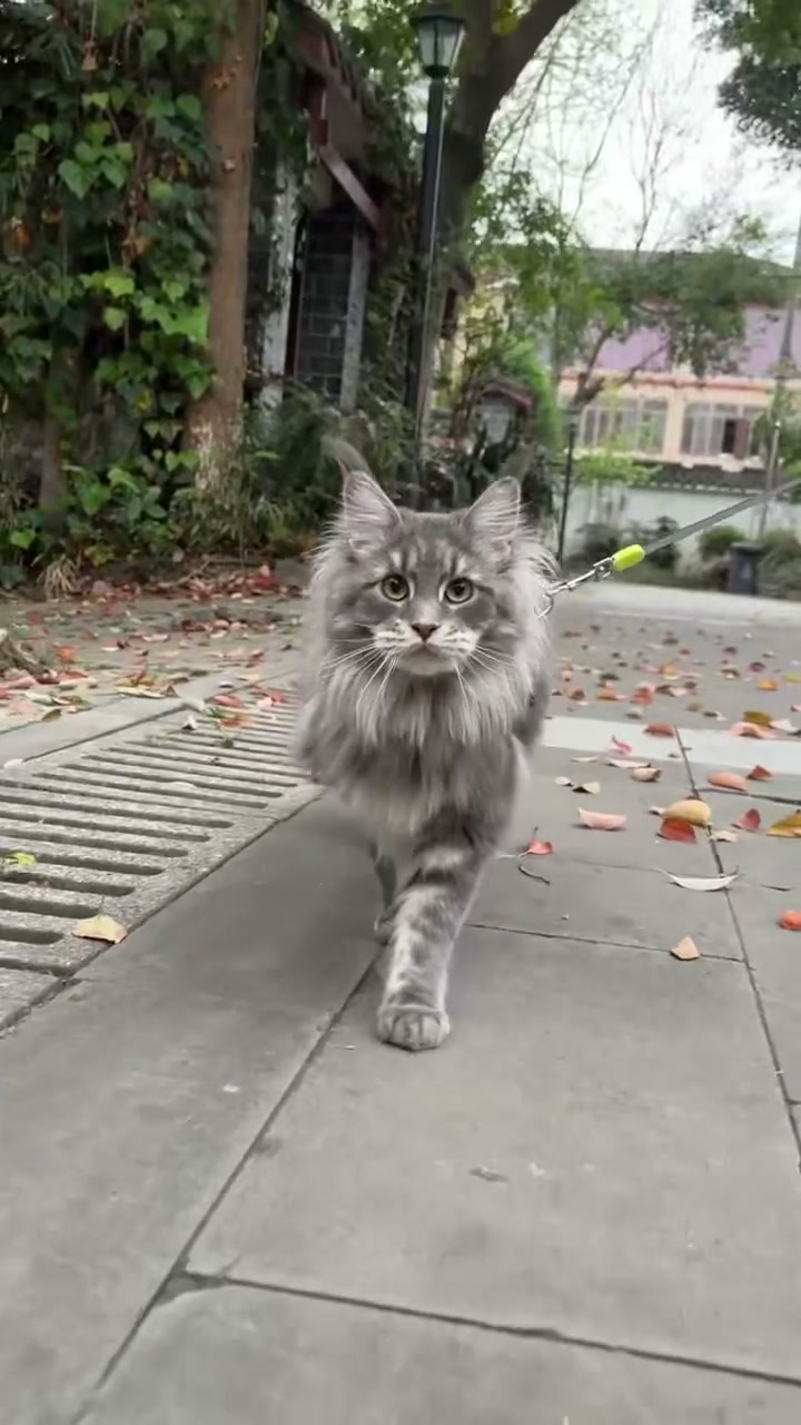 SHAKO 2 Maine Coon