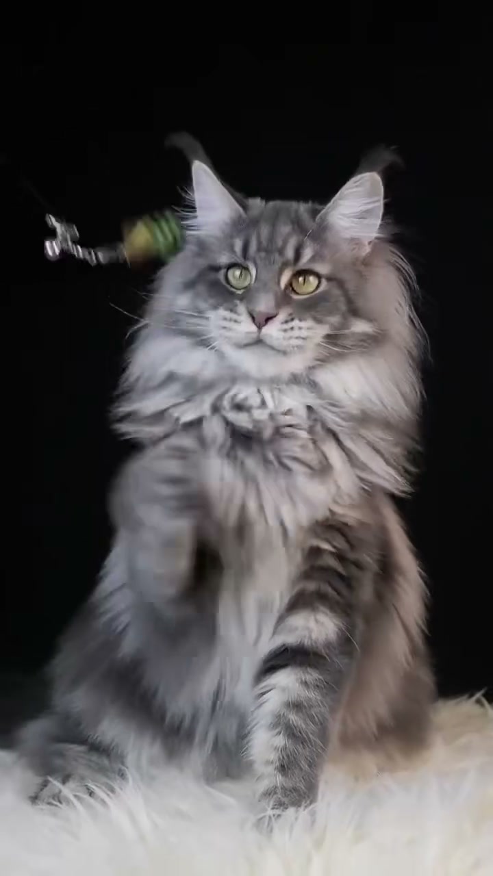 SHAKO 3 Maine Coon