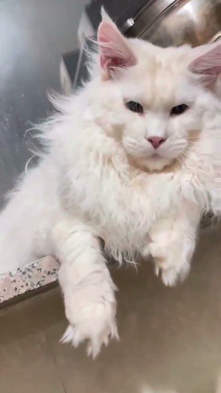 SHAKO 4 Maine Coon