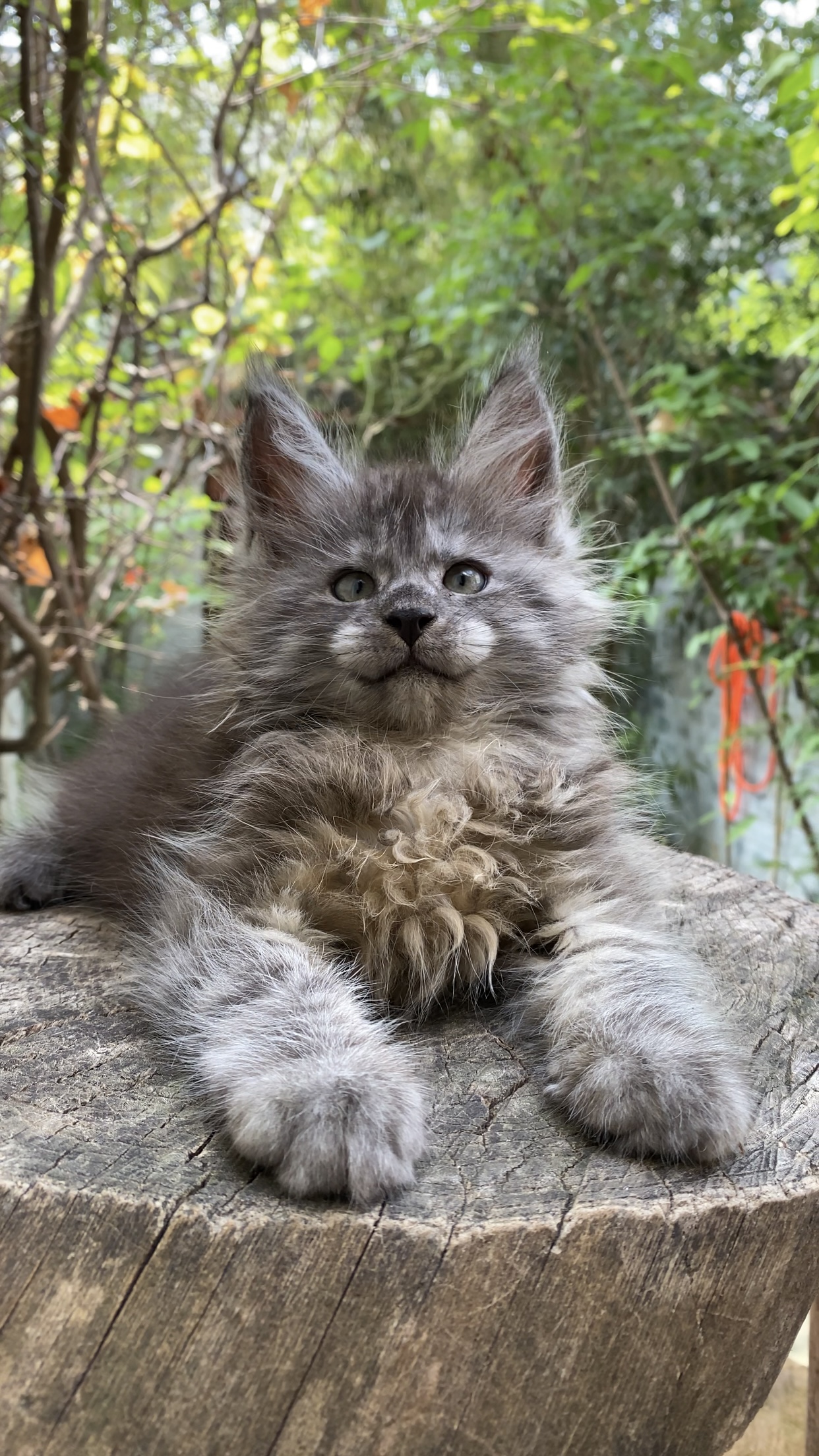 Maine Coon