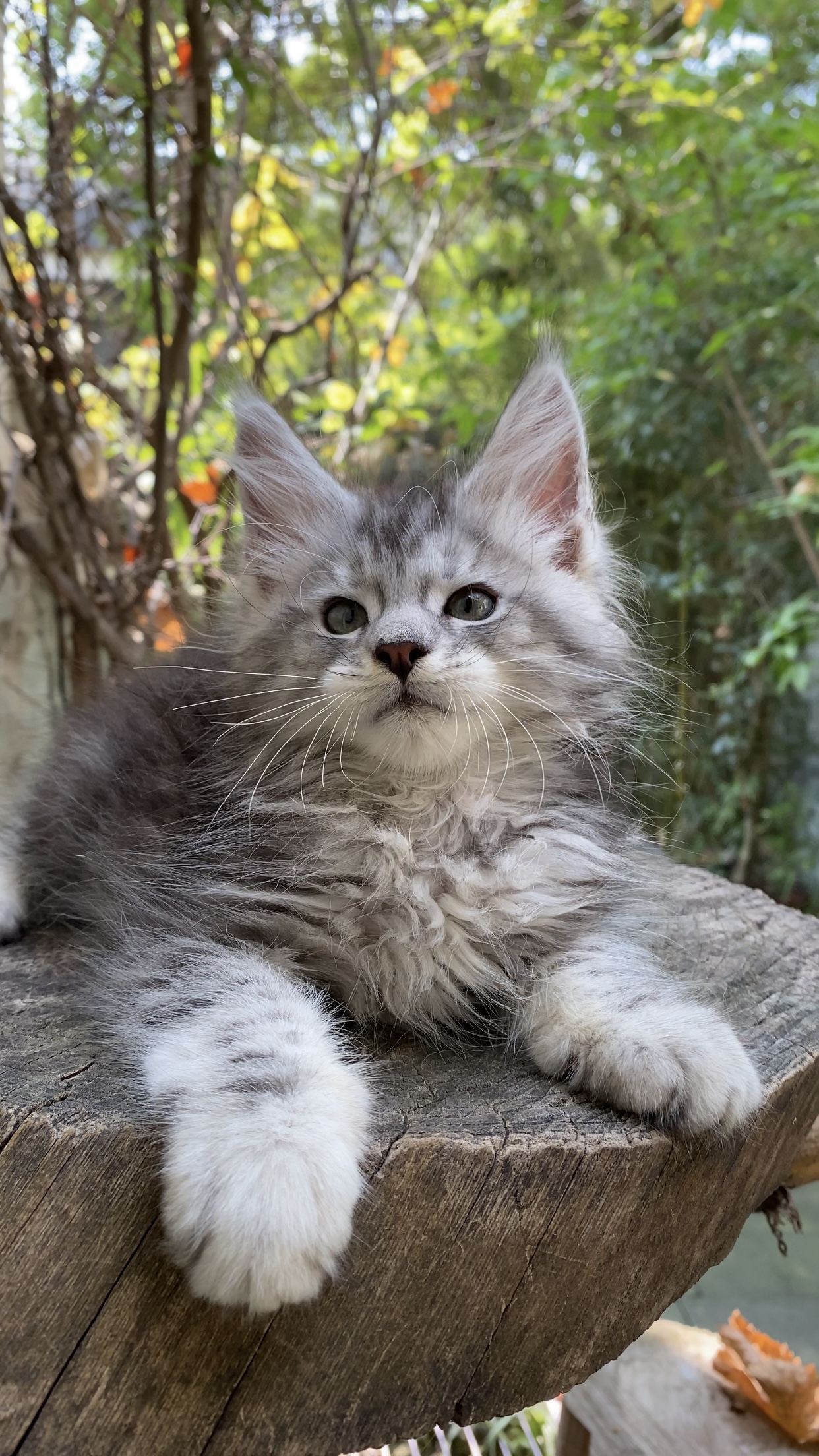 Maine Coon