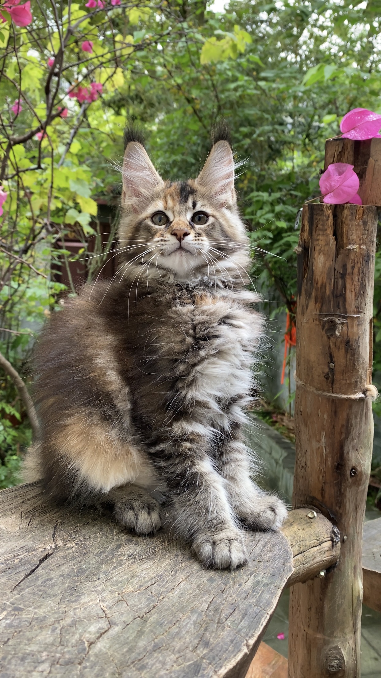 Maine Coon